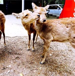 Meet your Posher, Zeta